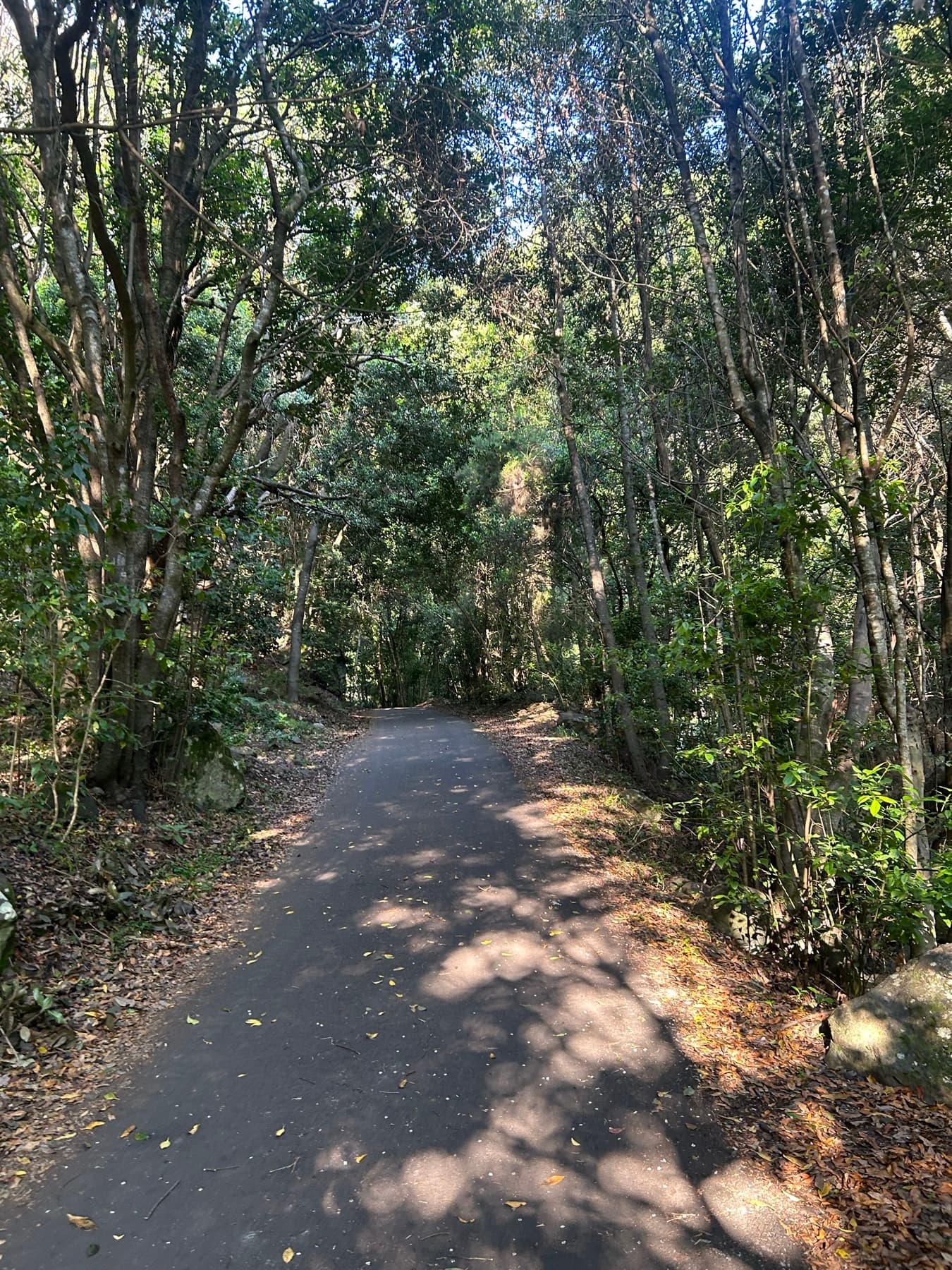 Narrow road through a Canary forest