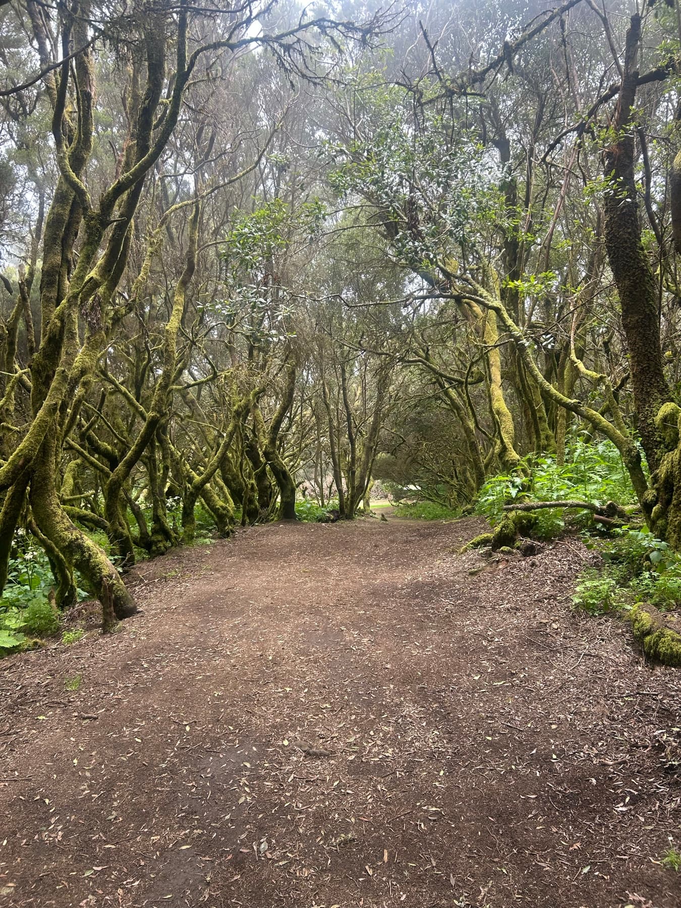 Wide path crossing a laurisilva forest