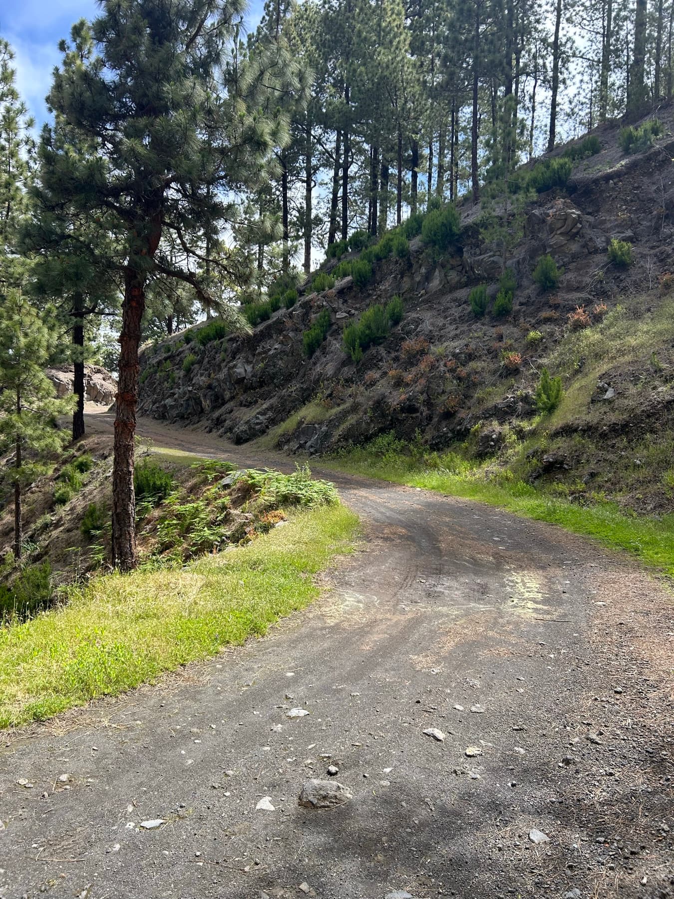 Narrow road entering a Canary forest