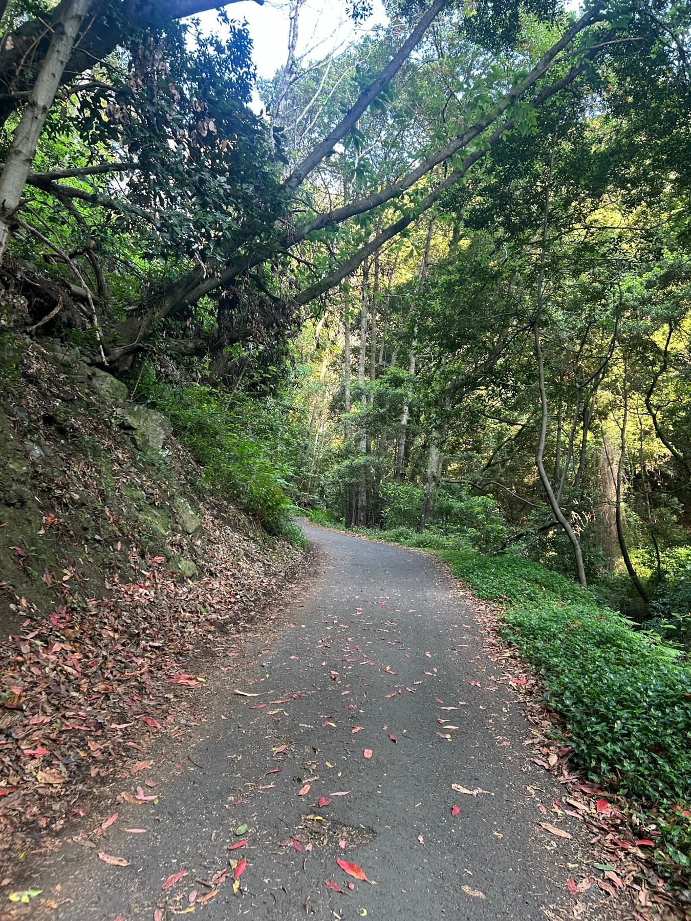 Laurisilva road with filtered light through the trees