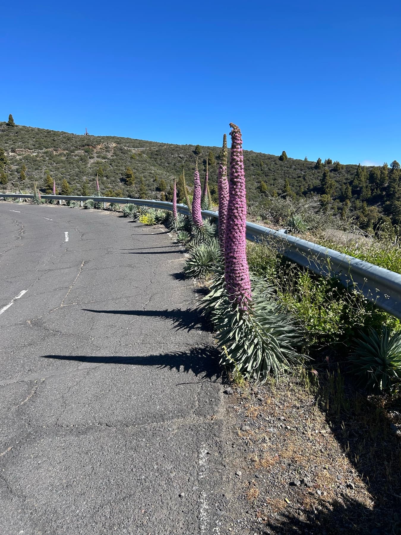 Mountain road with tajinastes in the Canary Islands