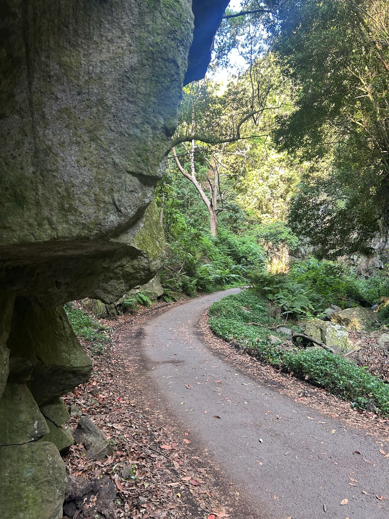 Road bend through laurel forest vegetation