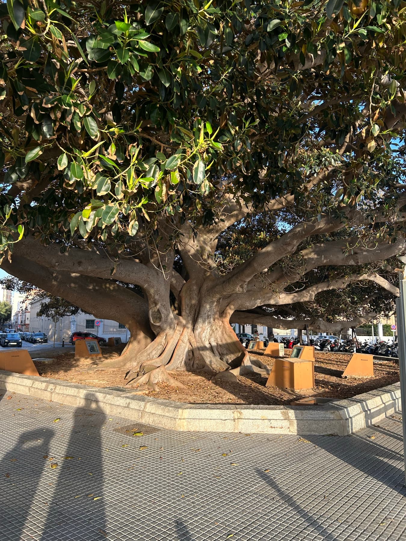 Huge ficus tree in a Cadiz square