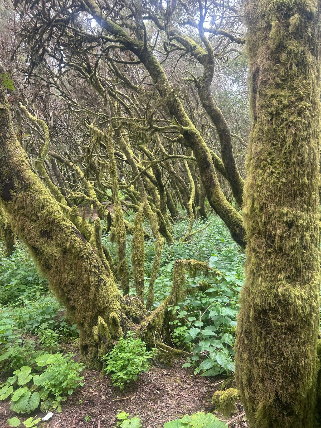 Moss-covered trees in the laurisilva