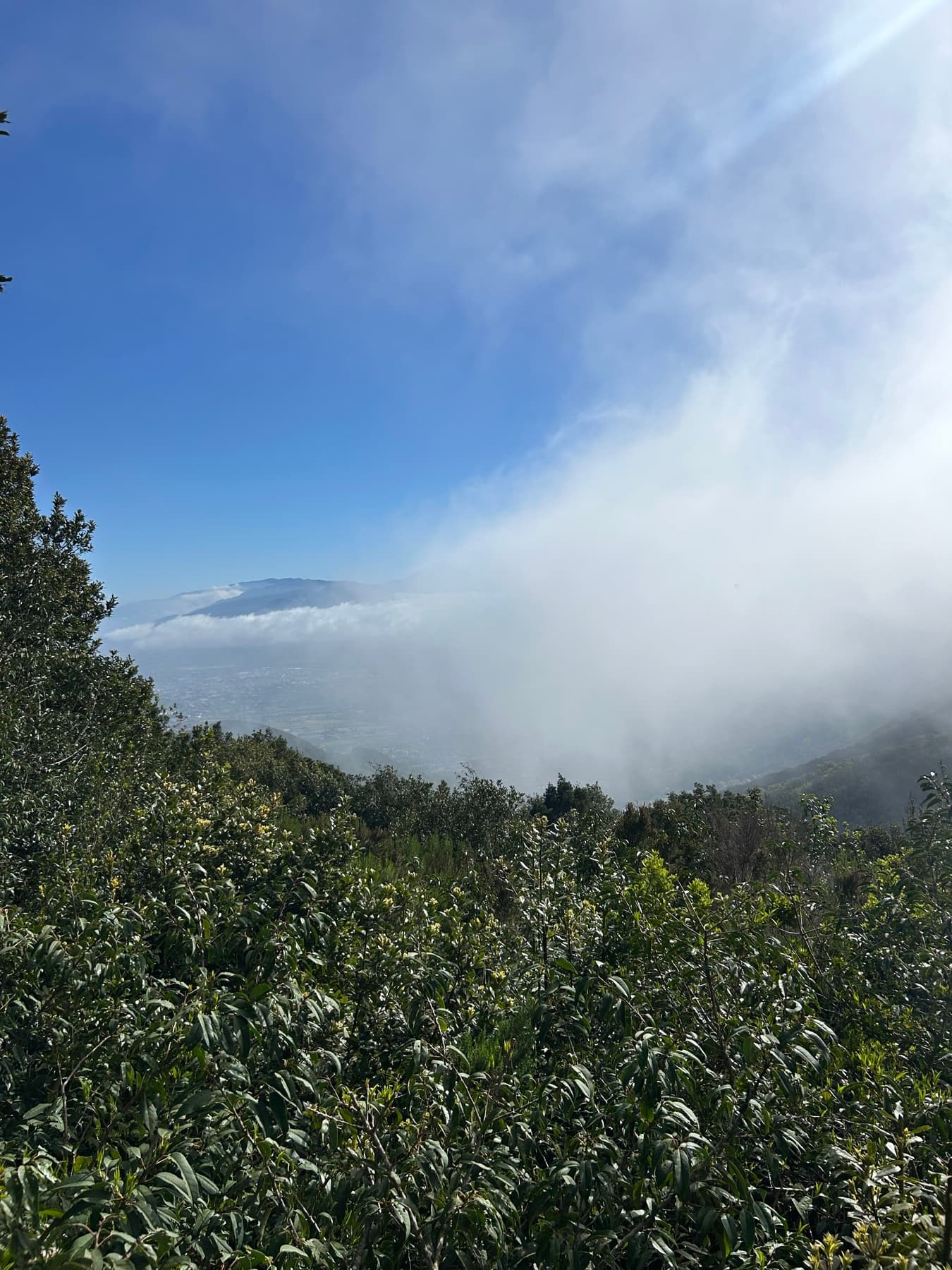 Clouds entering over a Canary forest