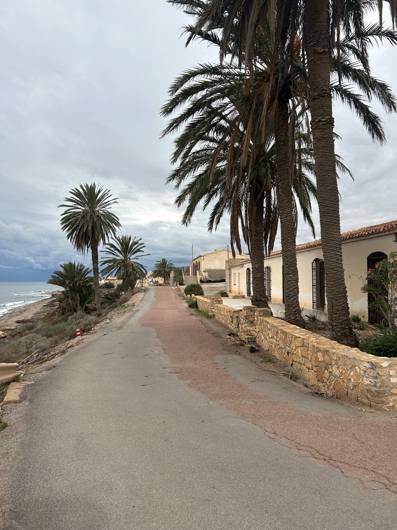 Seafront path lined with palm trees