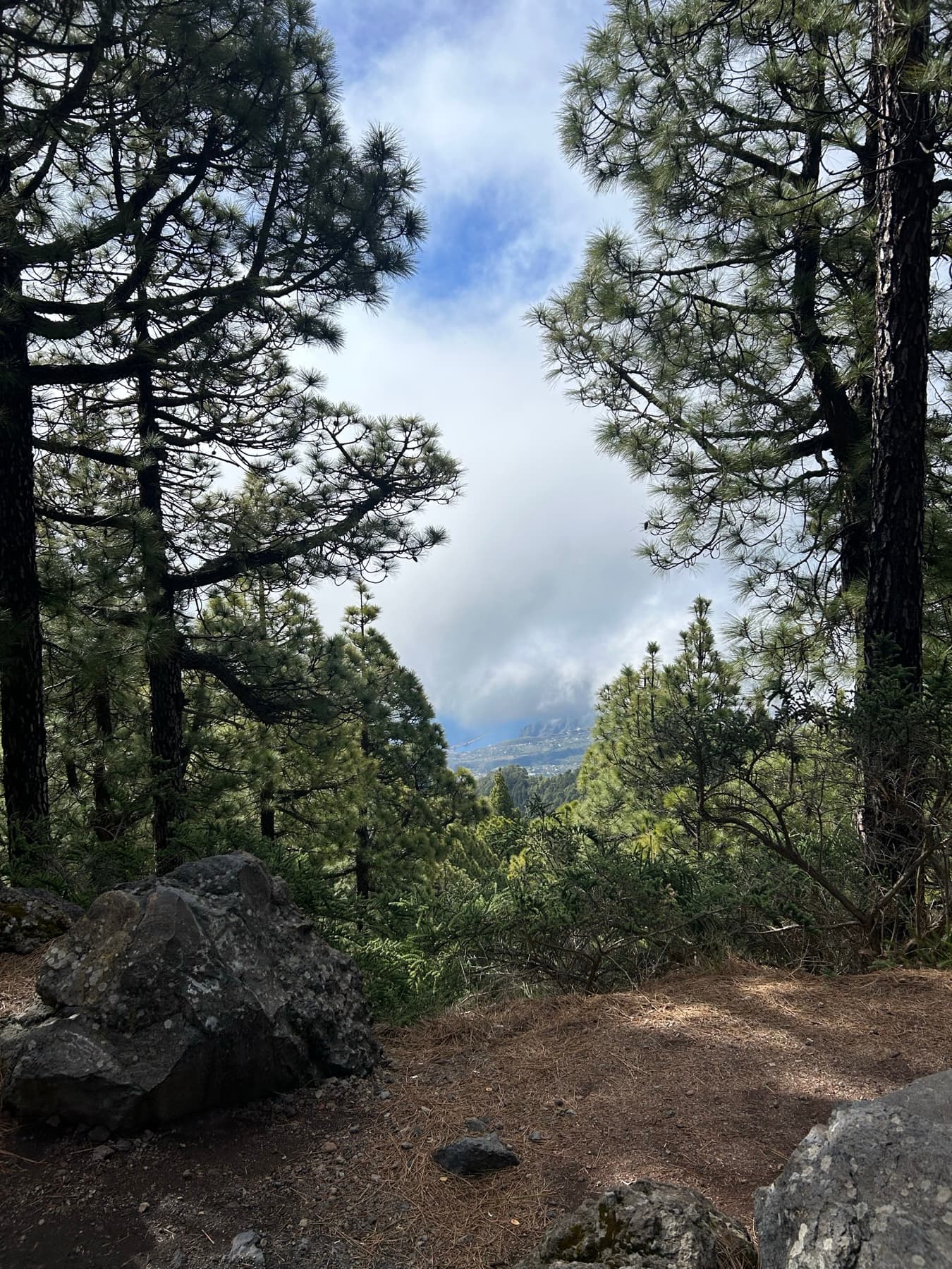 Canary pine forest with clouds in the background