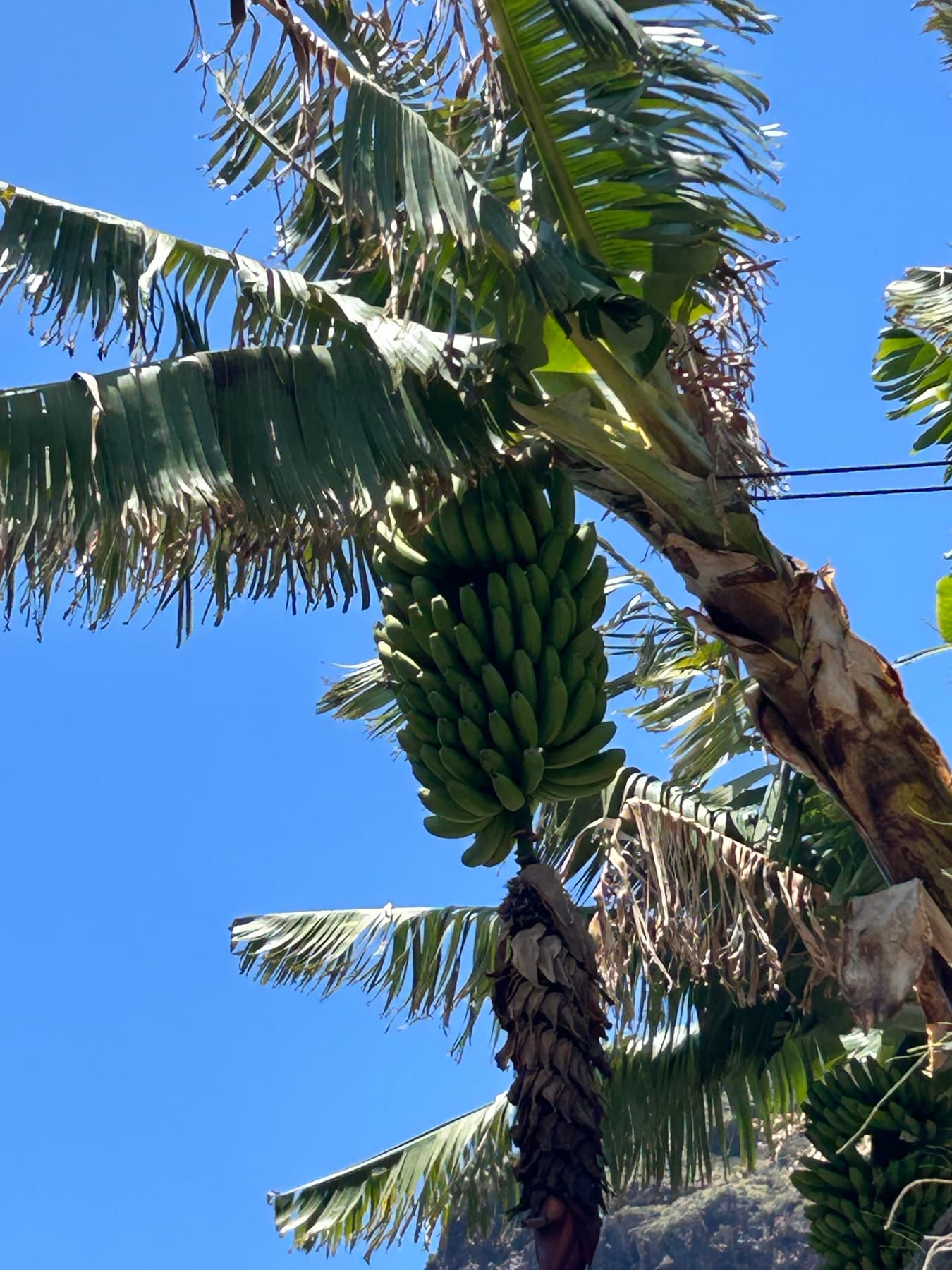 Bunch of bananas on a banana plant
