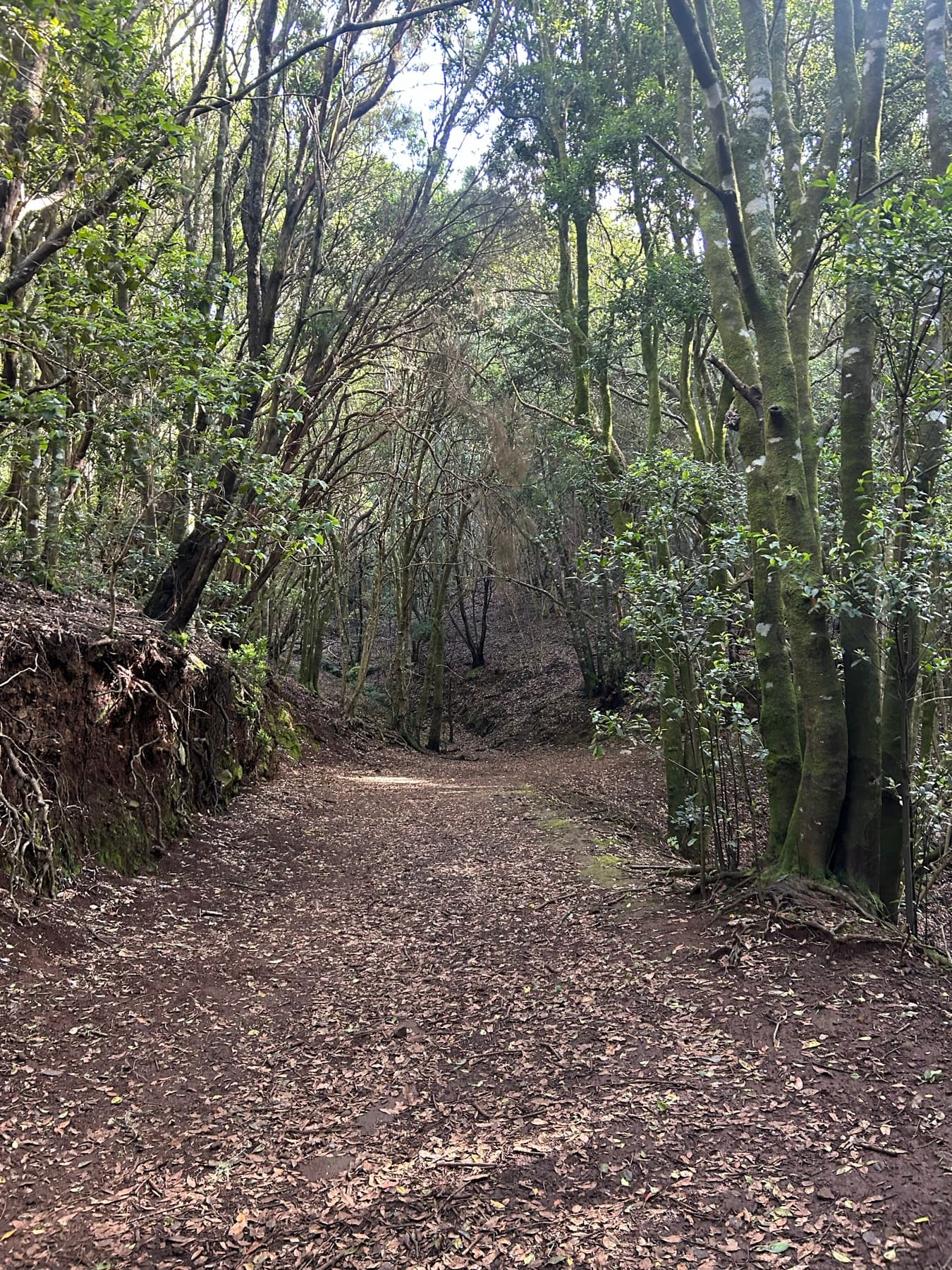 Path between trees in the Canary Islands