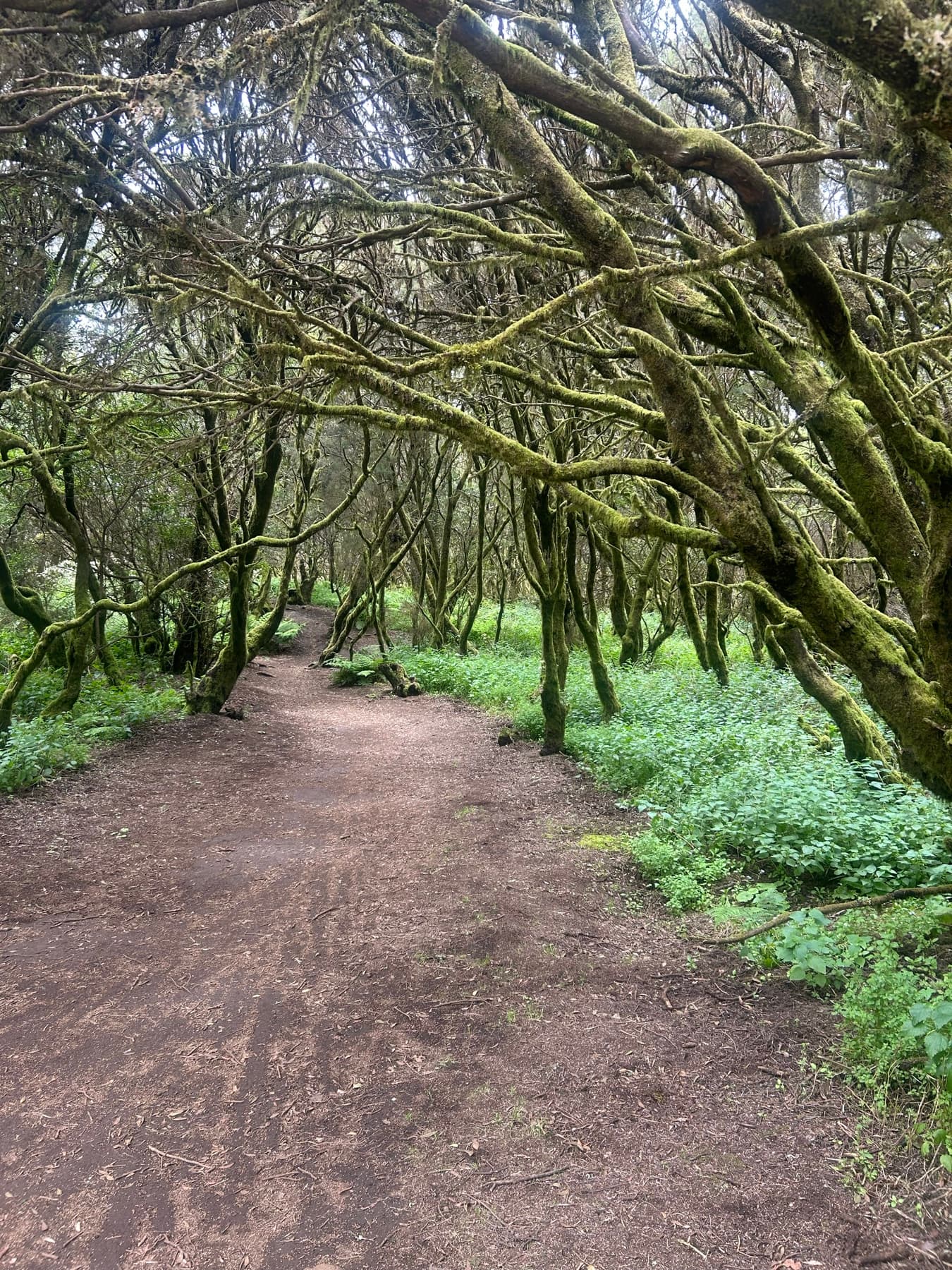 Path beneath moss-covered trees